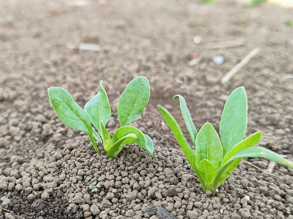 ほうれん草の土