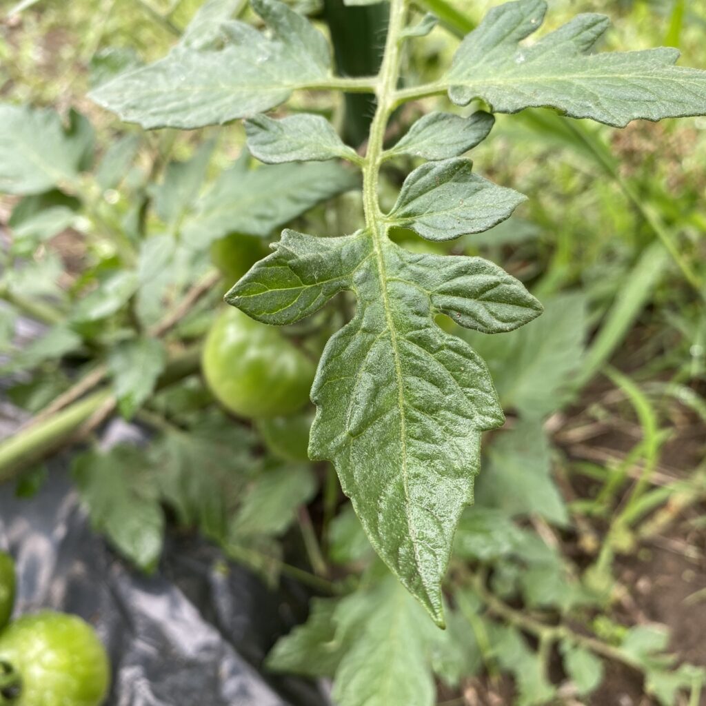 トマトの葉っぱ