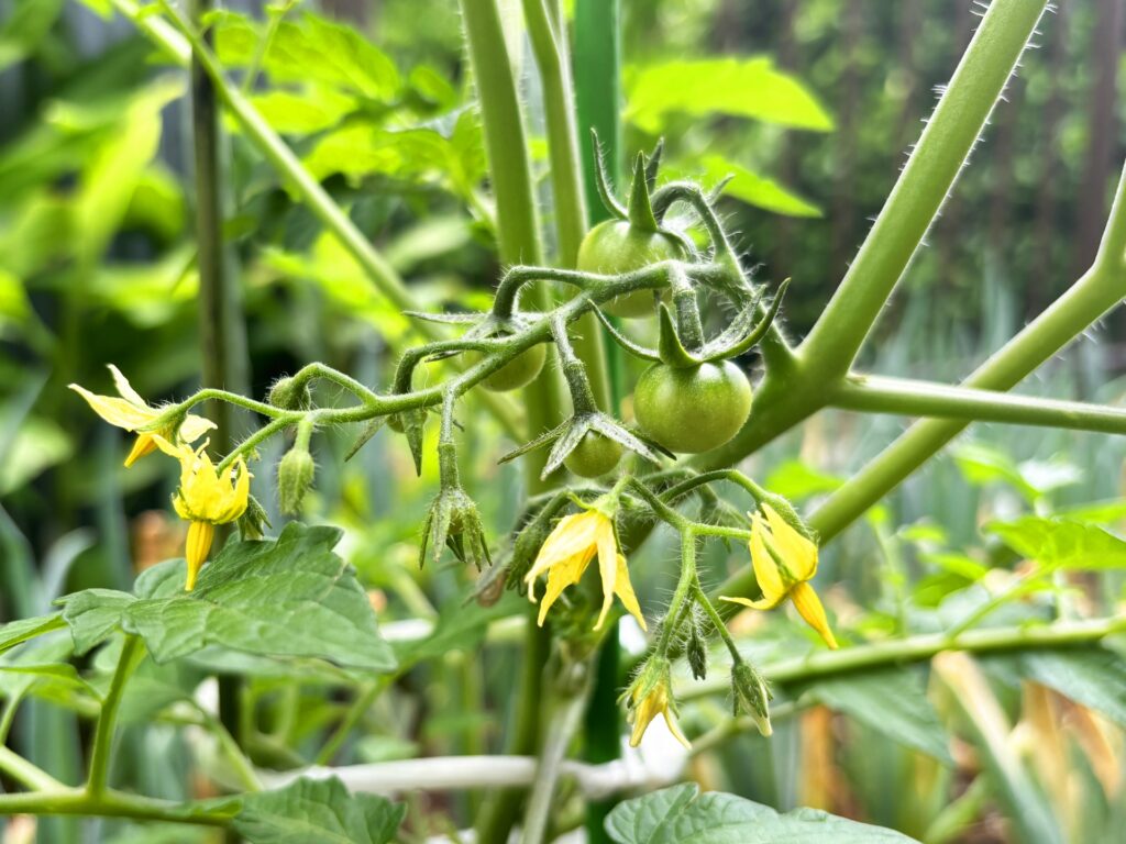 野菜に実がならない