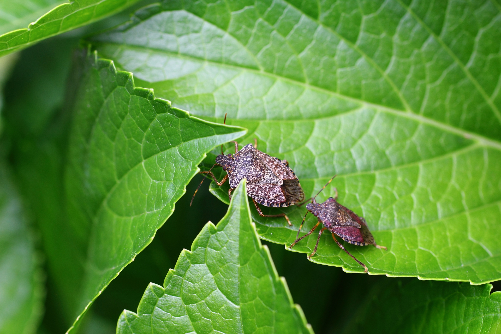カメムシ被害を防ぐには？効果的な農薬と防除のポイント解説 - FARM