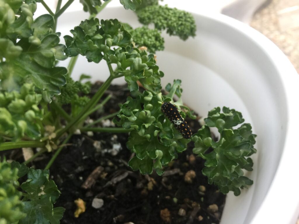 パセリを育てるときの注意点