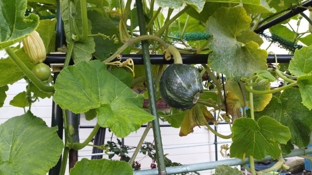 カボチャ栽培のよくある失敗