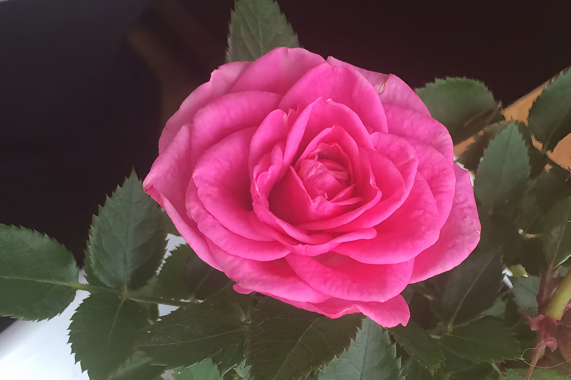 ミニバラはほったらかしでも育つ？初心者向けのラクちん管理術 - FARM